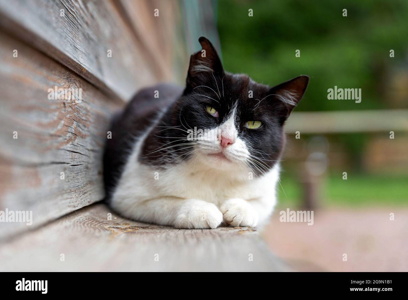 Schwarz / weiß Katze ruht Stockfoto