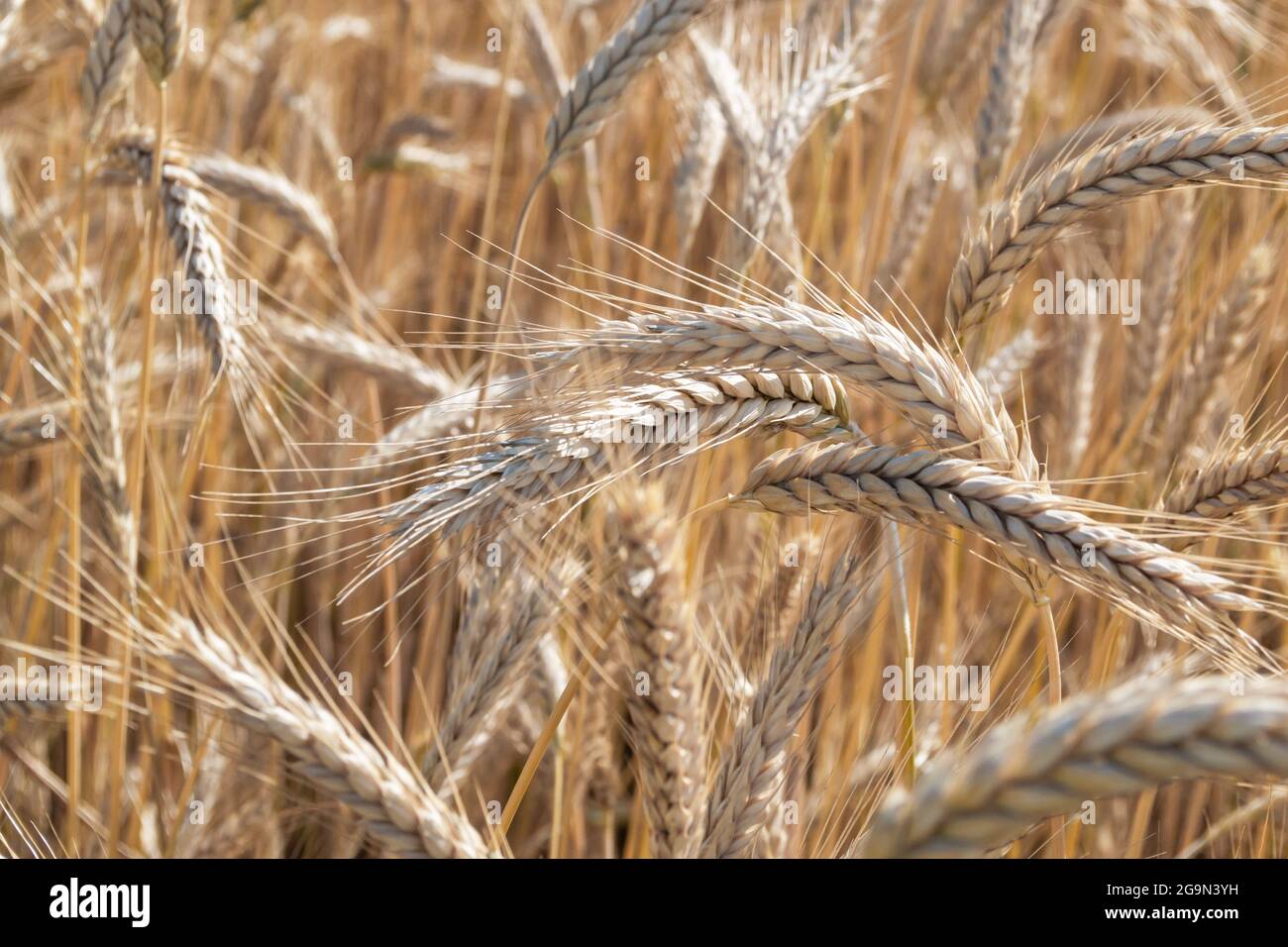 Reifes Weizenfeld, Stacheletts aus der Nähe. Weizenspikelets sind bereit zur Ernte. Farm-Konzept Stockfoto
