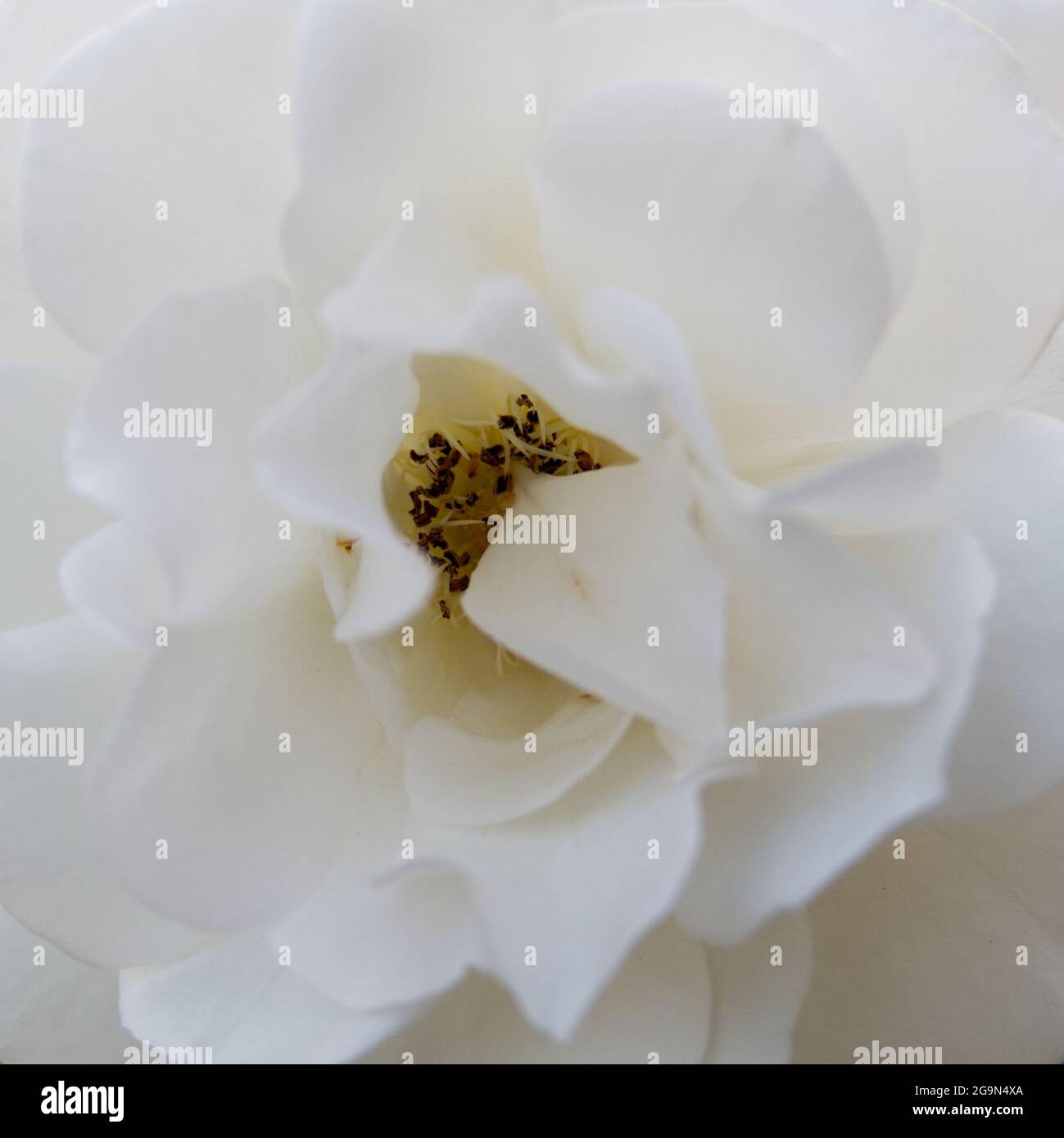 Nahaufnahme der Mitte einer weißen Rose in voller Blüte. Rosa Schneewitchen. Sanftes natürliches Licht bei Sonnenuntergang. Quadratisches Format. Stockfoto