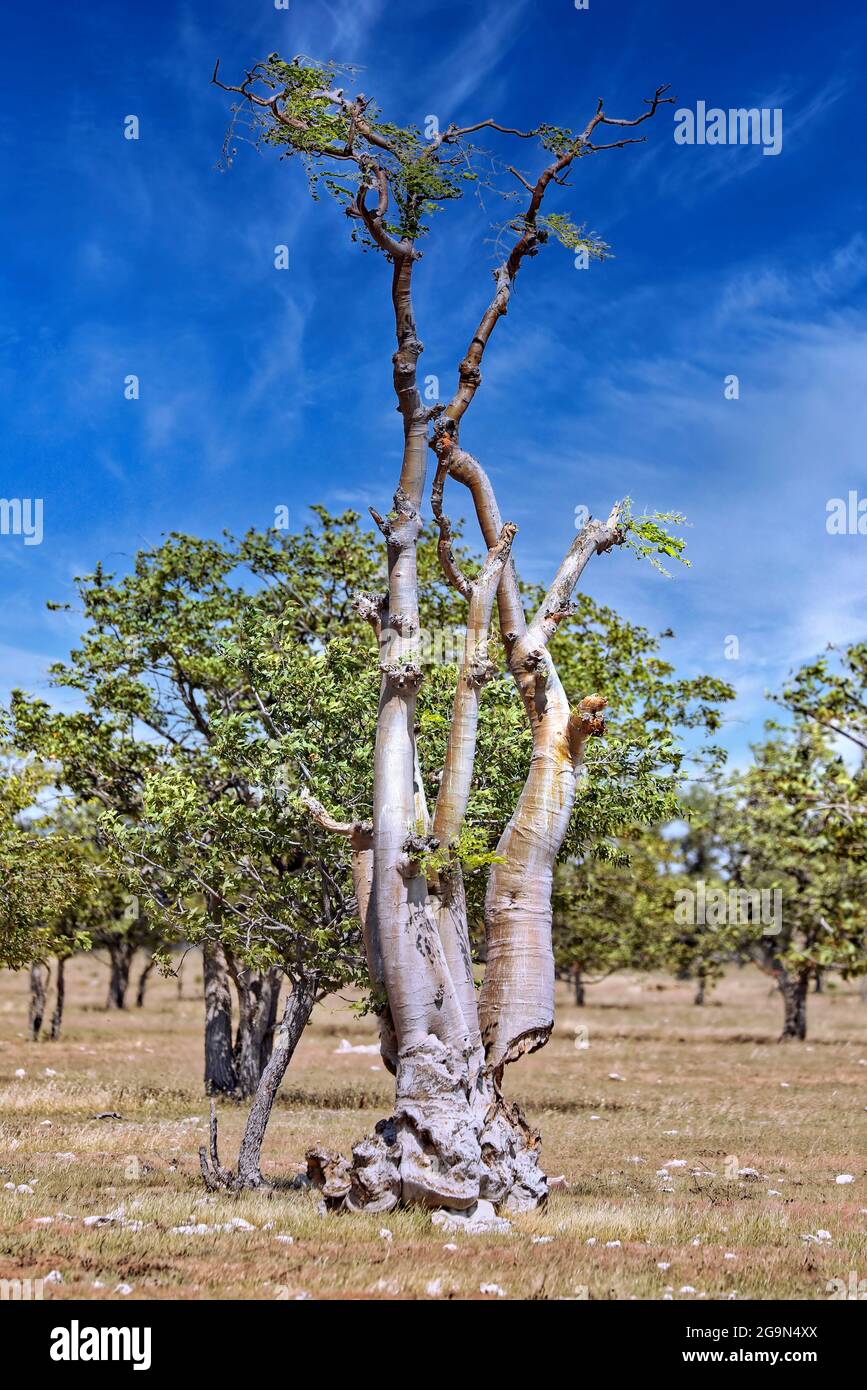 Moringa-Baum, Moringa ovalifolia, im Etosha NP, Namibia Stockfoto