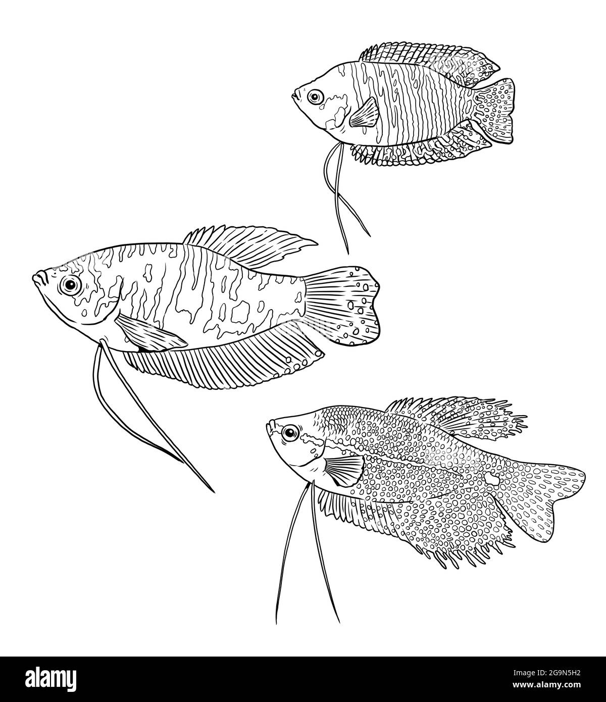 Aquarium mit Gurami und Zwerggurami. Fische für die Färbung. Farbenfrohe Fische. Zeichnung für zum ausmalen. Stockfoto