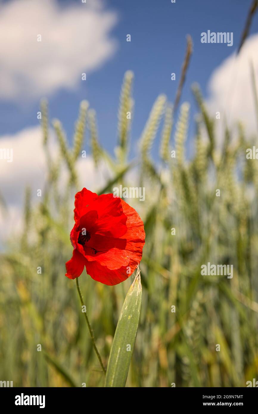 Mohnblüte im Weizenfeld Stockfoto