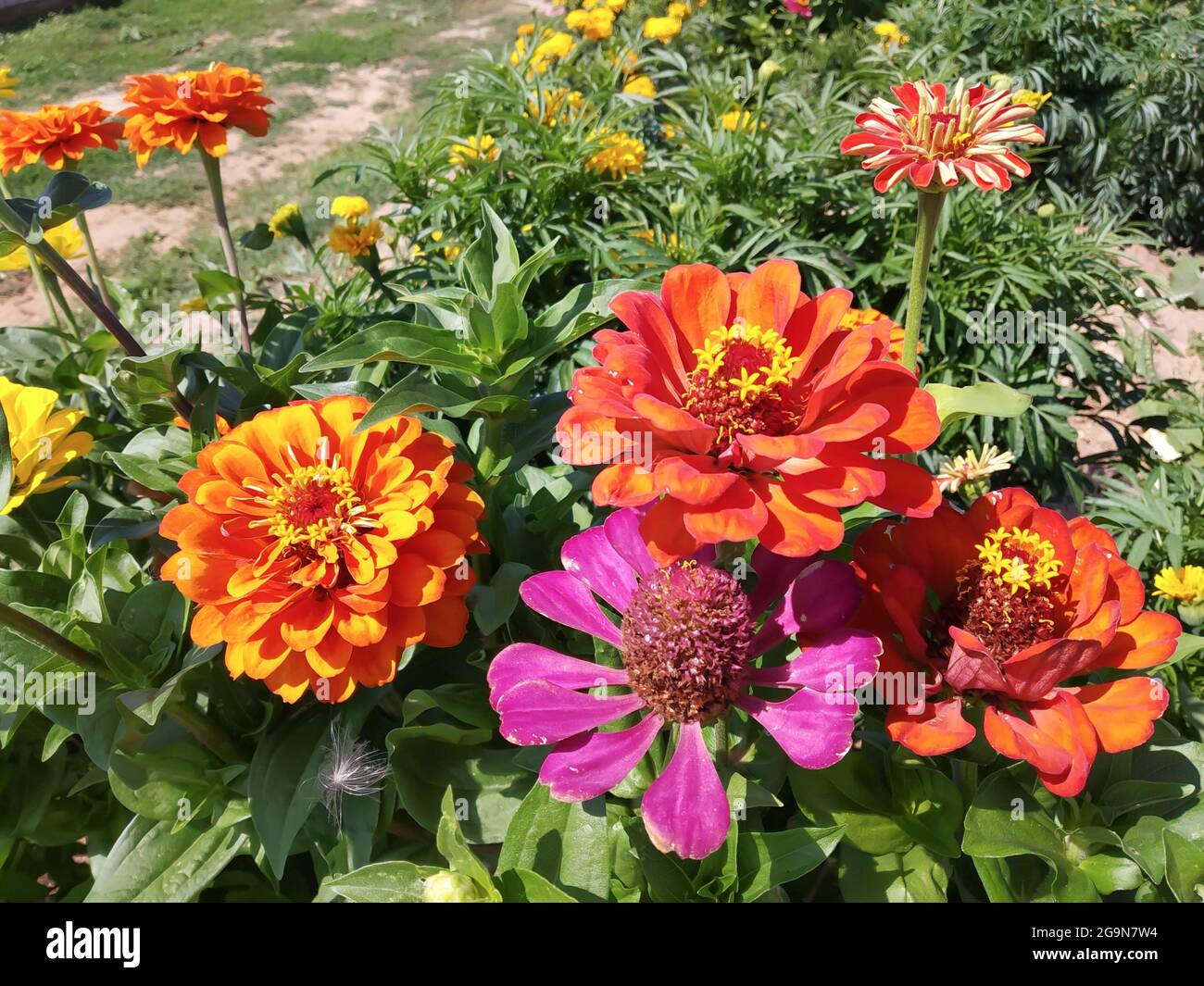 Im Garten wächst eine dekorative Zinnienblume. Natürlicher Hintergrund an einem sonnigen Tag Stockfoto