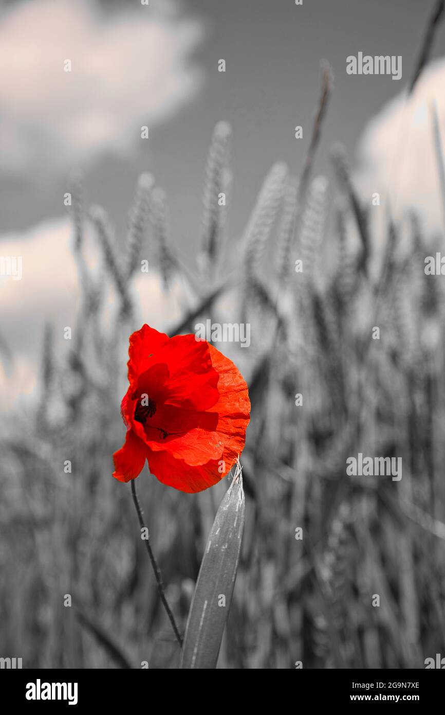 Mohnblüte im Weizenfeld SinCity Stil Stockfoto