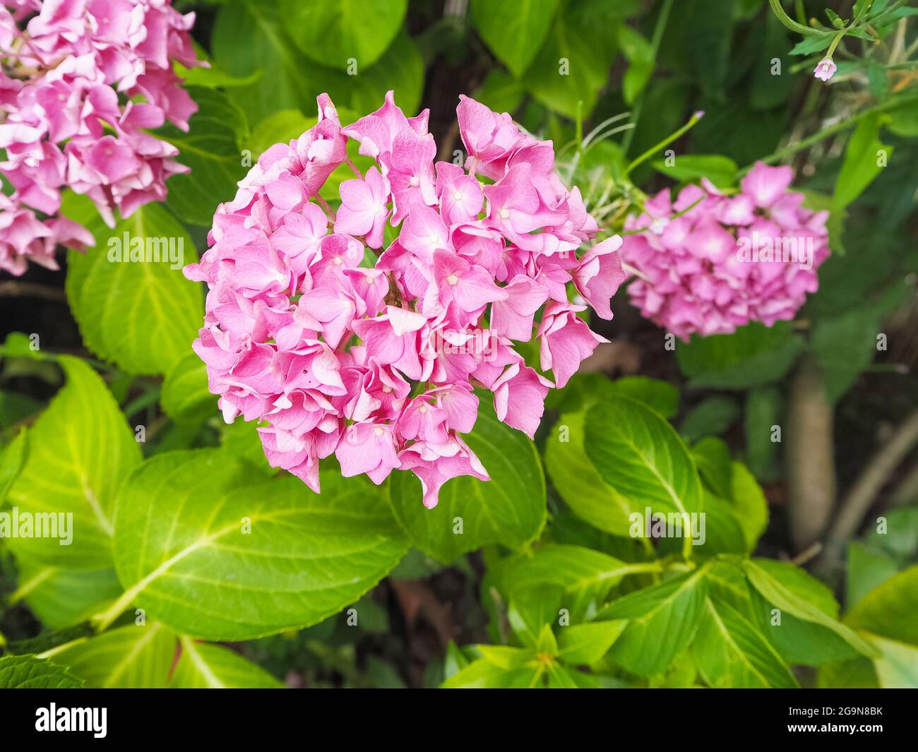 Nahaufnahme der rosa Hortensien in einem englischen Sommergarten Stockfoto