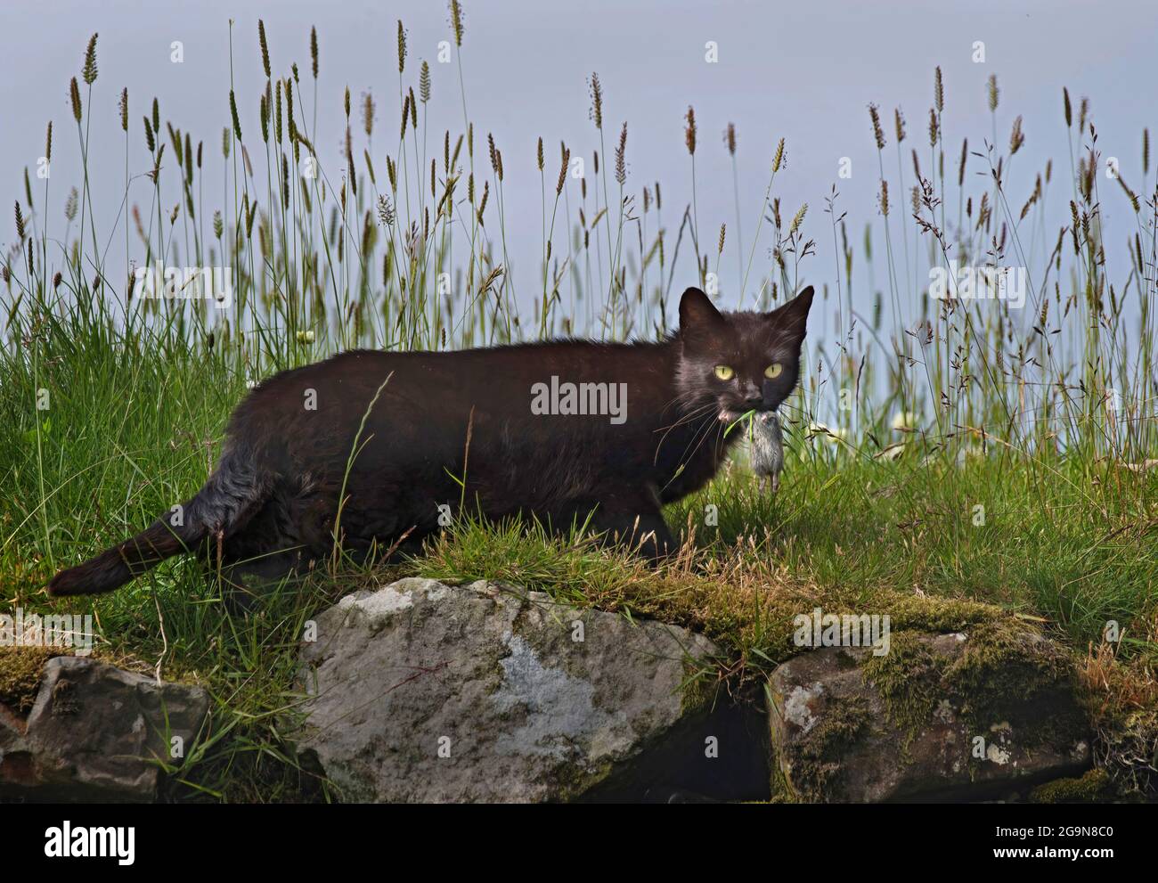 Schwarze Katze im langen Gras mit Nagetier, Mull, Scotalnd Stockfoto