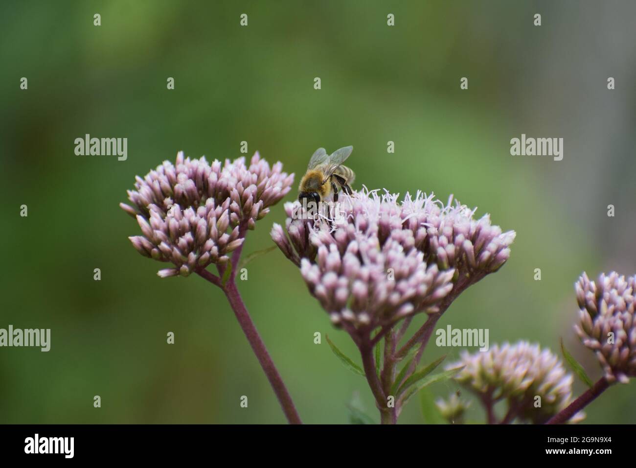 Wilde Biene auf einer violetten Sumpfblume Stockfoto