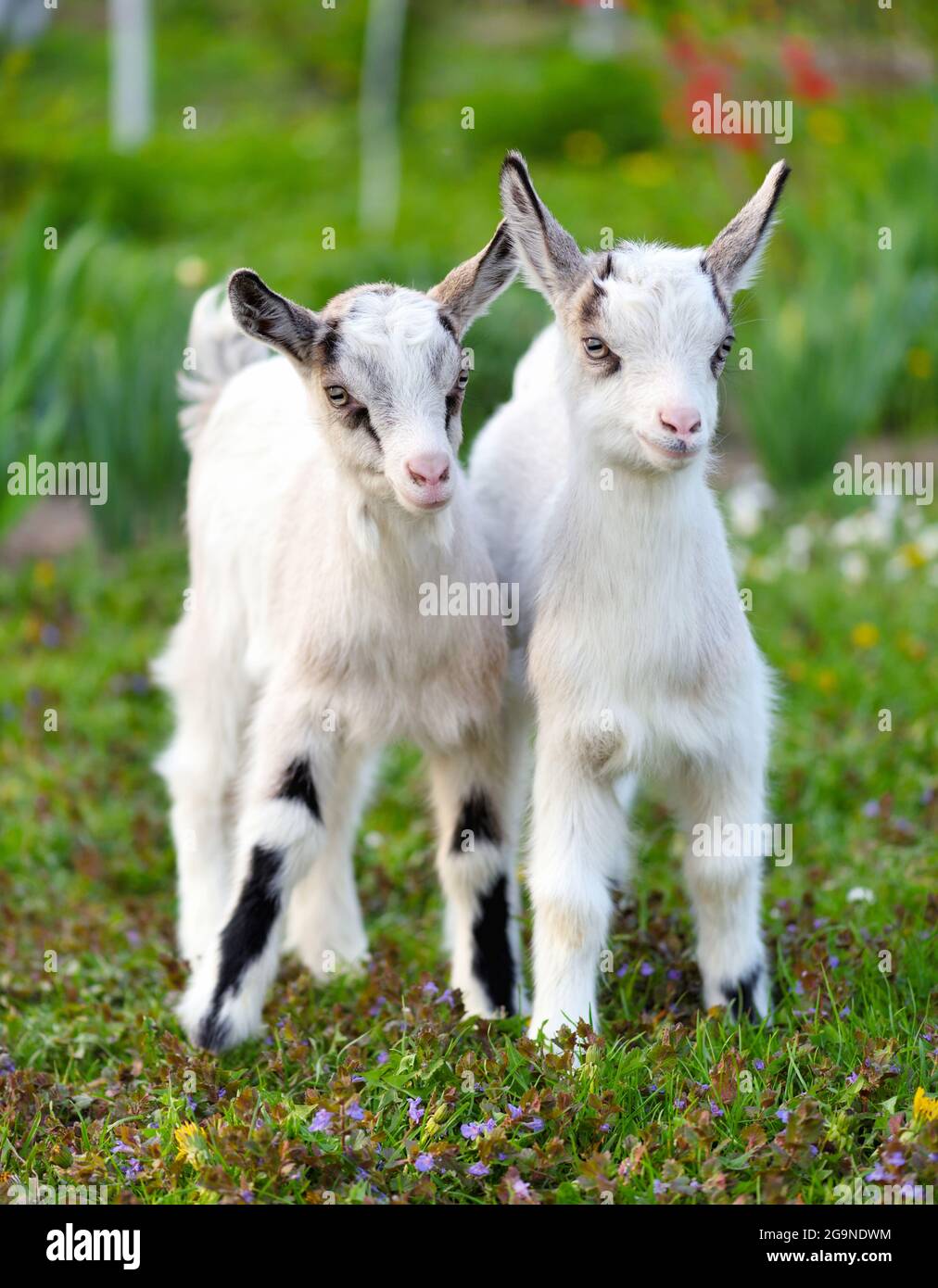 Zwei weiße Babyziegen stehen auf grünem Rasen Stockfoto