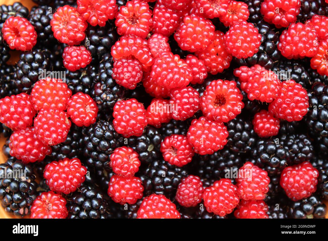 Eine Mischung aus wilden Brombeeren und Weinbeeren Stockfoto