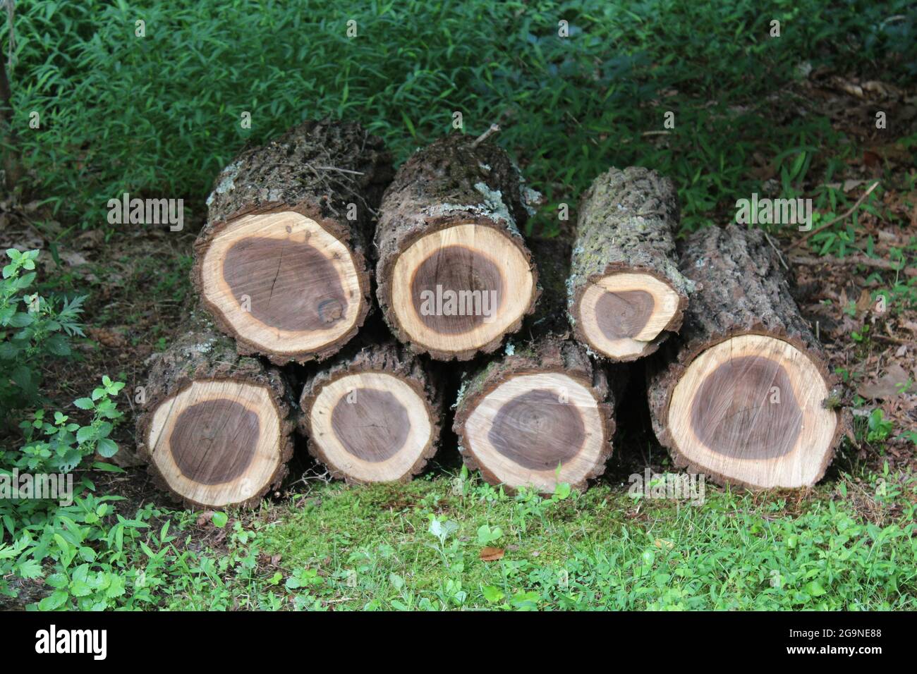Ein Stapel frisch geschnittener schwarzer Walnussstämme Stockfoto