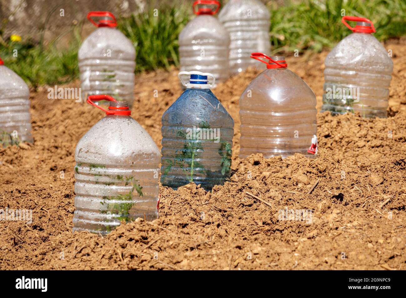 Gebrauchte Wasserflaschen aus Kunststoff, die zur Portektion und zum Anbau von Gemüse verwendet werden Stockfoto