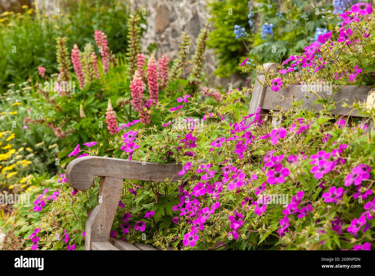 Die krautige Grenze im Schlossgarten Aberdour Stockfoto