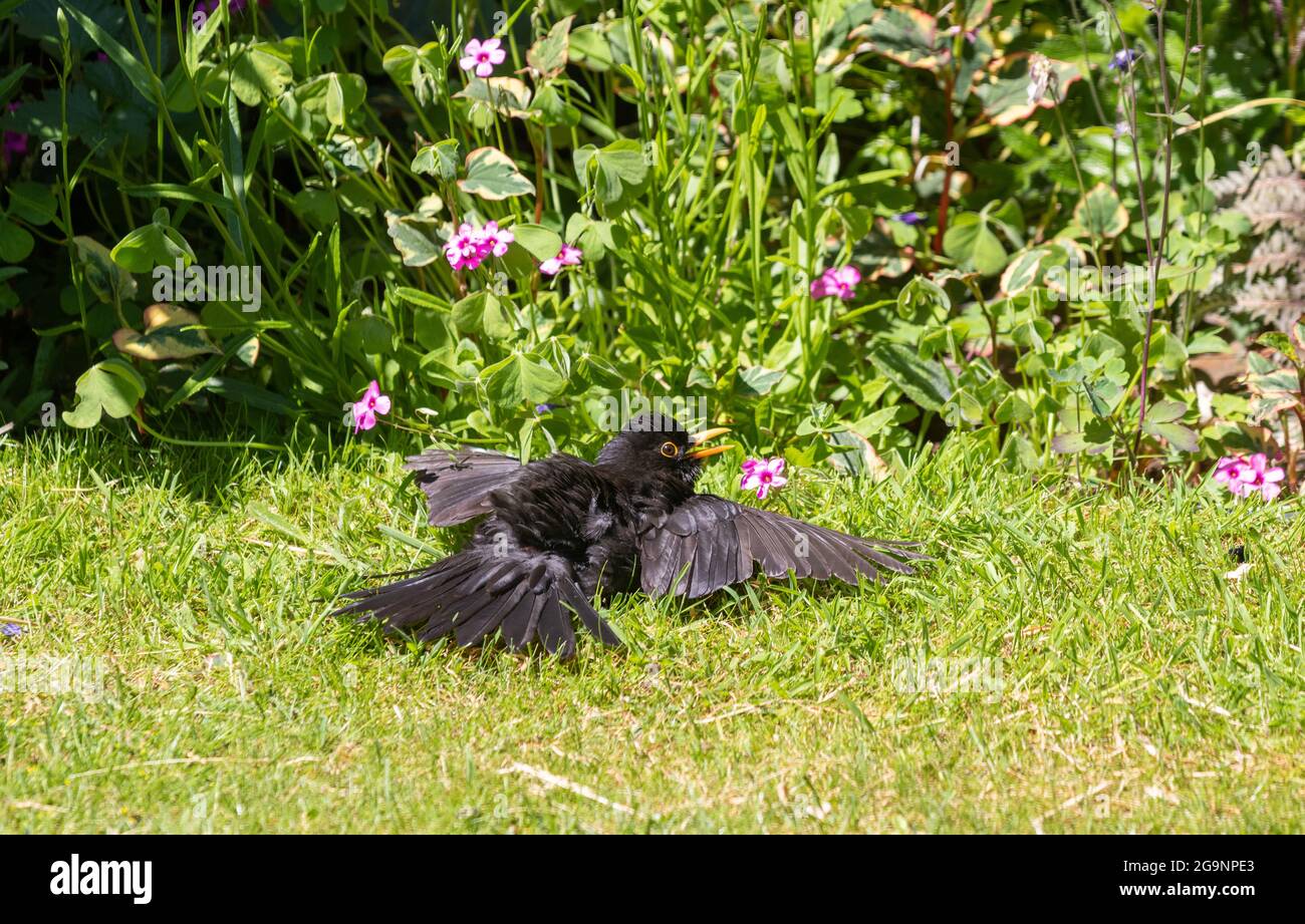 Eine Amsel Sonnenbaden, "Sonnenbaden" wird von einigen Vögeln als Teil ihrer Routine Feder Wartung verwendet Stockfoto