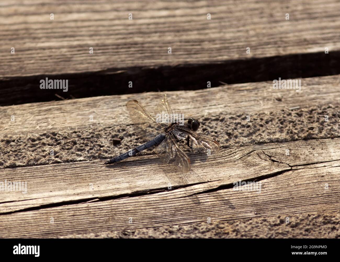 Eine kleinere Libelle aus sauren Heide und Moorströmen. Die Männchen