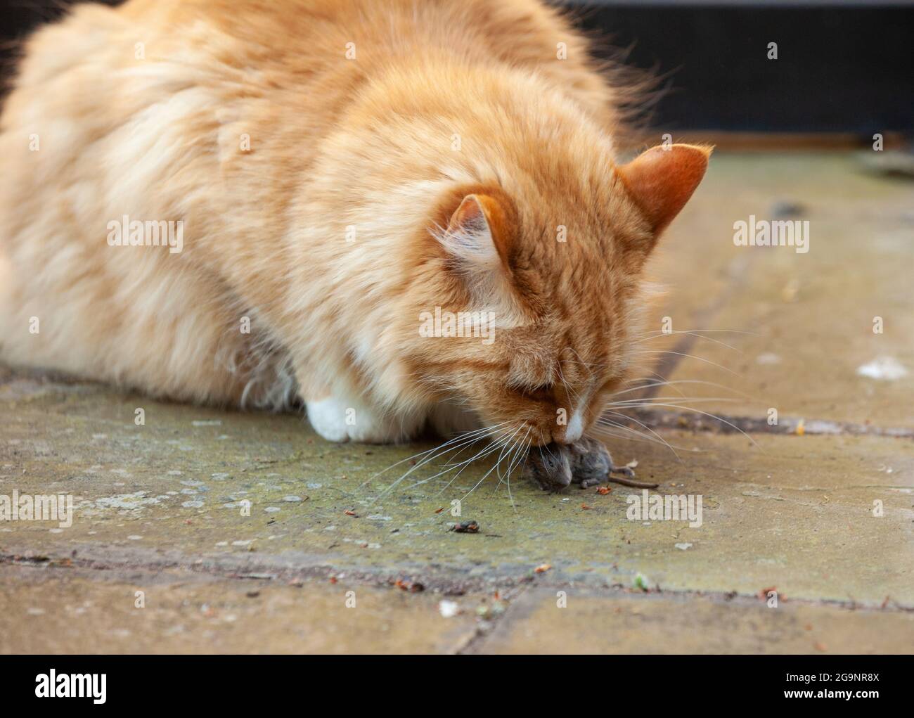 Eine Ingwerkatze mit einer toten Maus Stockfoto