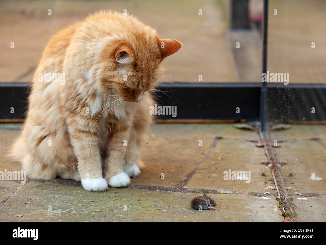 Eine Ingwerkatze mit einer toten Maus Stockfoto