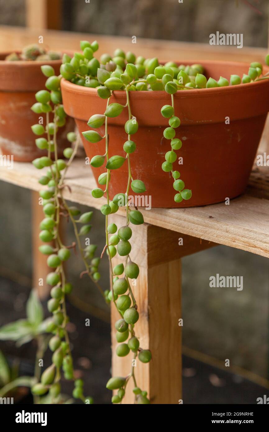 Perlenstring (Senecio herreianus) eine ungewöhnliche Sukulente Zimmerpflanze Stockfoto