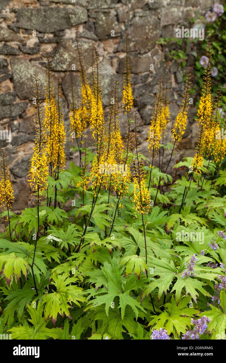 Ligularia Przewalskii Stockfoto
