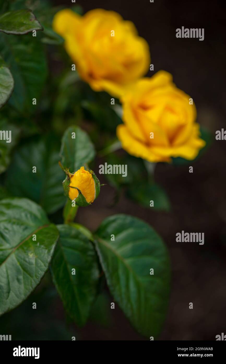 Romantische Goldene Rosa Hochzeit, Nahaufnahme gelbe Rose Stockfoto