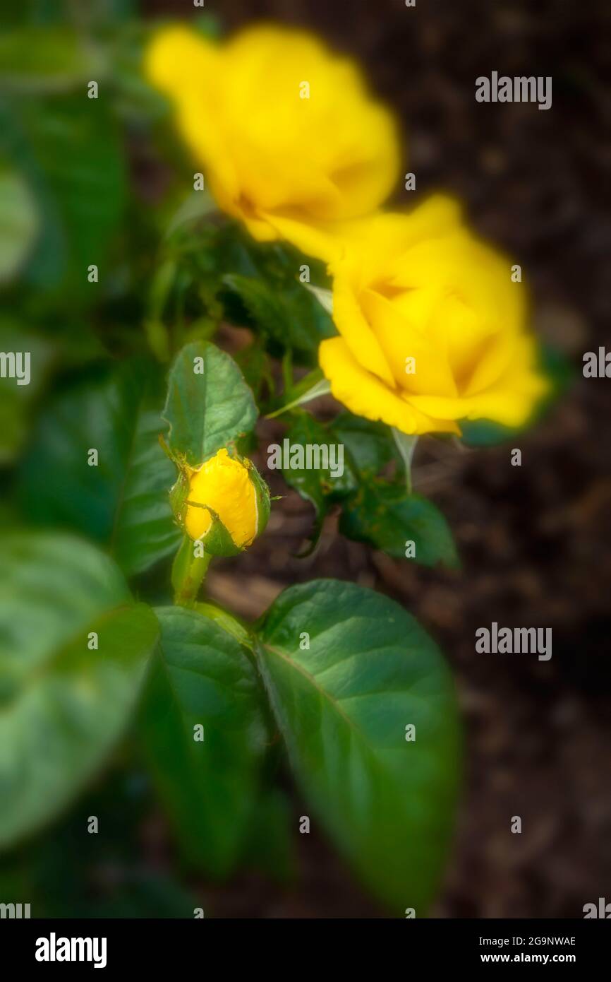 Romantische Goldene Rosa Hochzeit, Nahaufnahme gelbe Rose Stockfoto