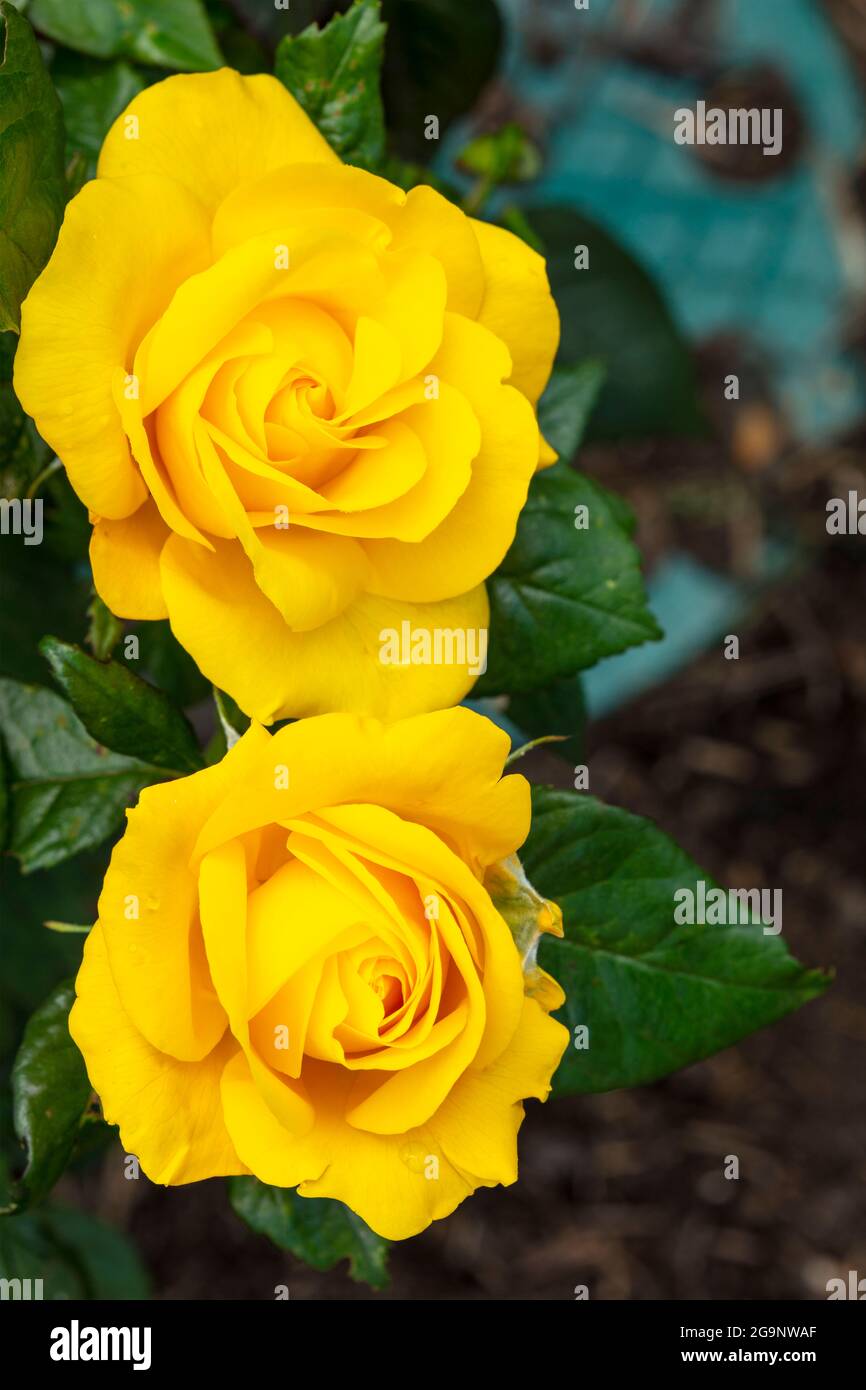 Romantische Goldene Rosa Hochzeit, Nahaufnahme gelbe Rose Stockfoto