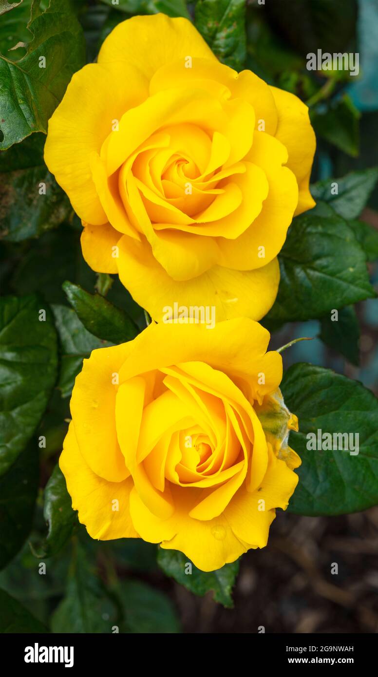 Romantische Goldene Rosa Hochzeit, Nahaufnahme gelbe Rose Stockfoto