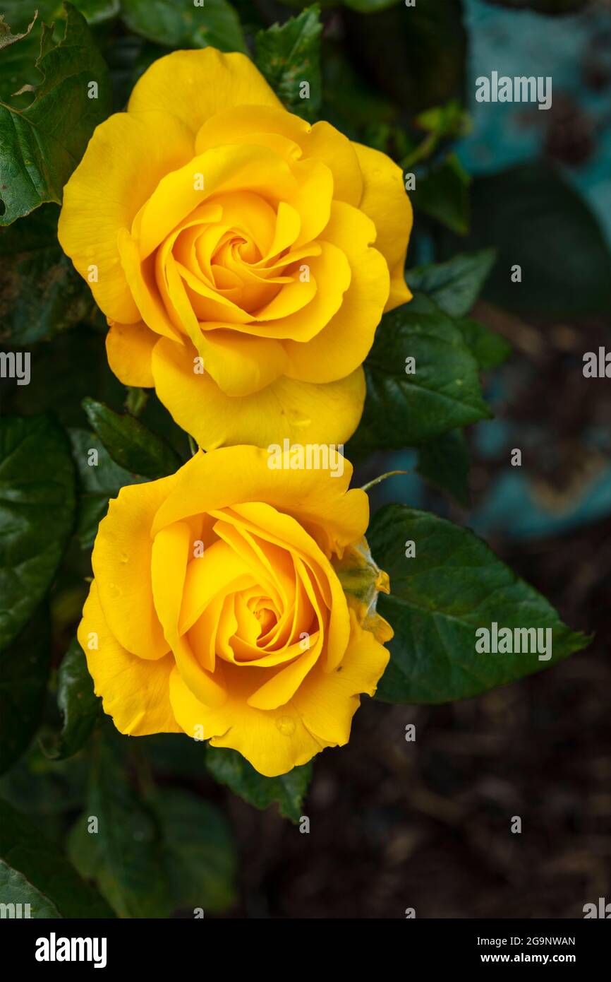 Romantische Goldene Rosa Hochzeit, Nahaufnahme gelbe Rose Stockfoto