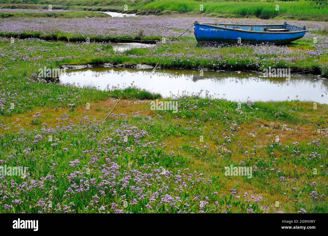Gemeiner Lavendel und Ruderboot, brancaster staithe, Nord norfolk, england Stockfoto