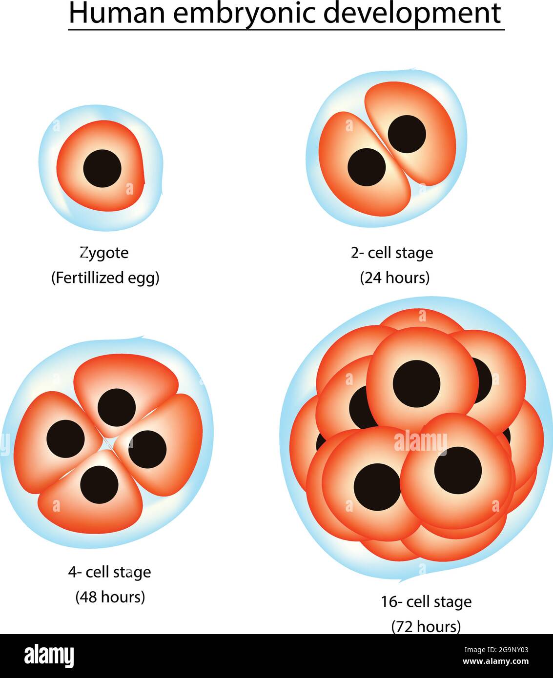Biologische Illustration der menschlichen Embryonalentwicklung - verschiedene vier Stadien der Entwicklung des menschlichen Embryos im menschlichen Körper, jede grundlegende Anatomie HED Stock Vektor