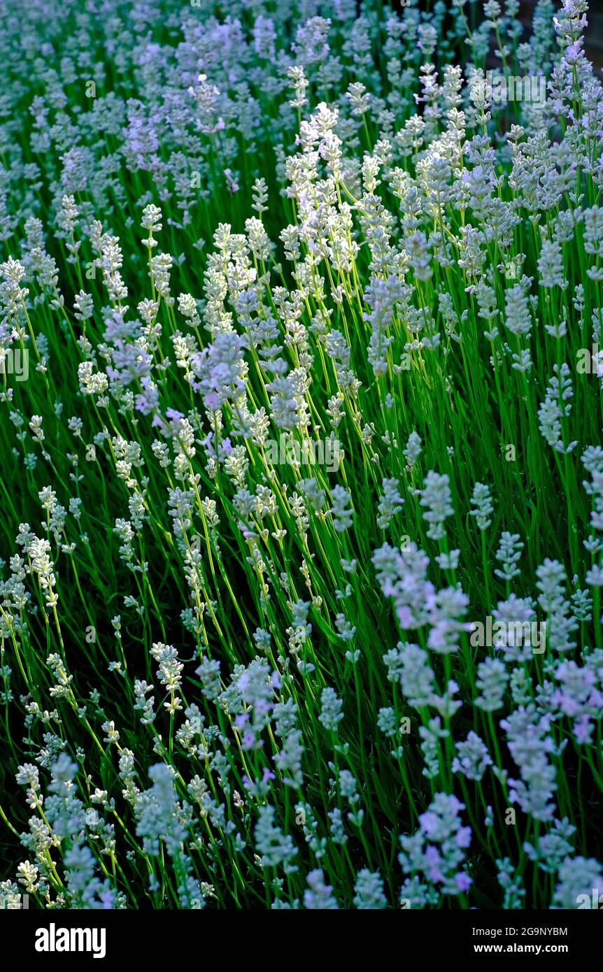 Hellblauer Lavendel im englischen Cottage Garden, norfolk, england Stockfoto