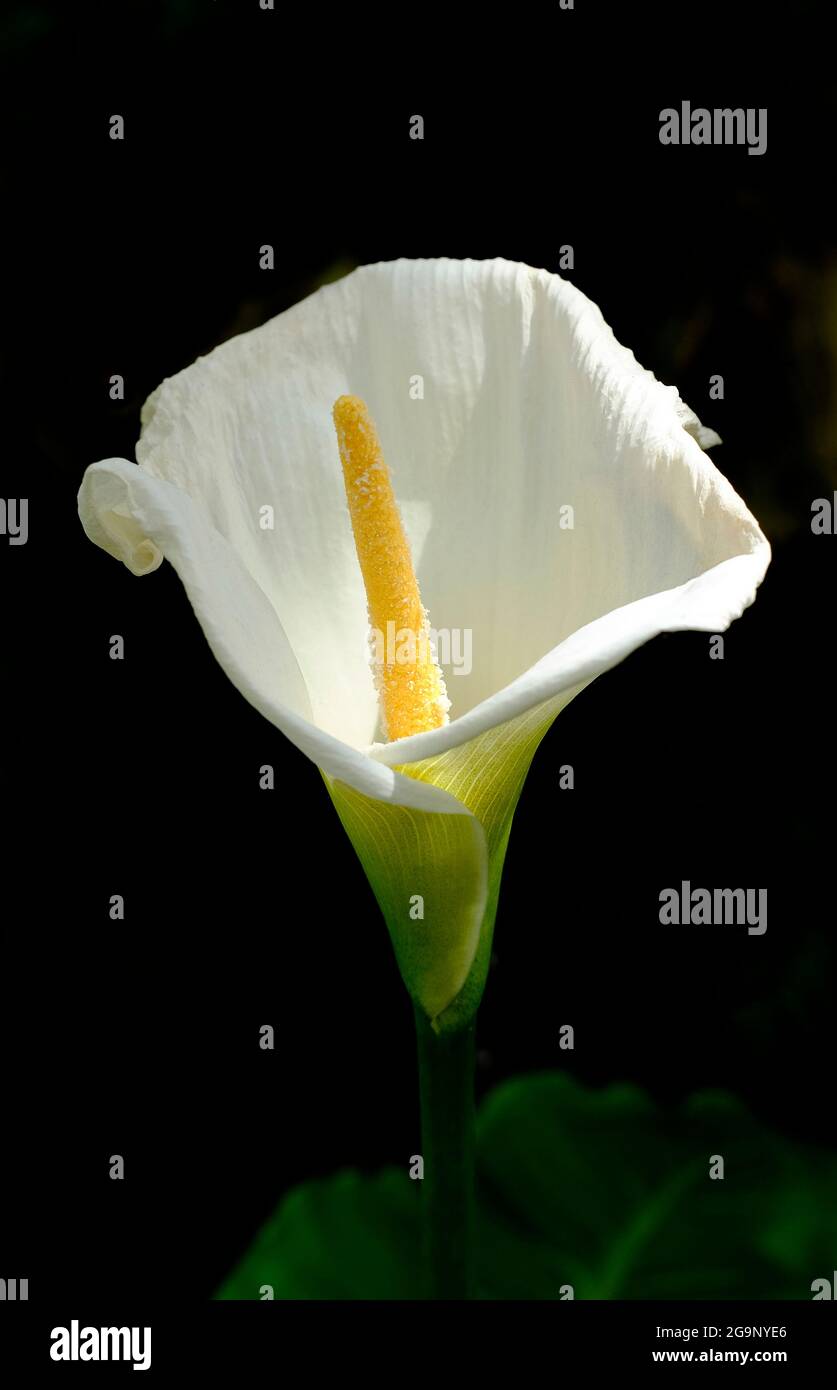 Weiße Calla Lilie auf dunkelschwarzem Hintergrund Stockfoto