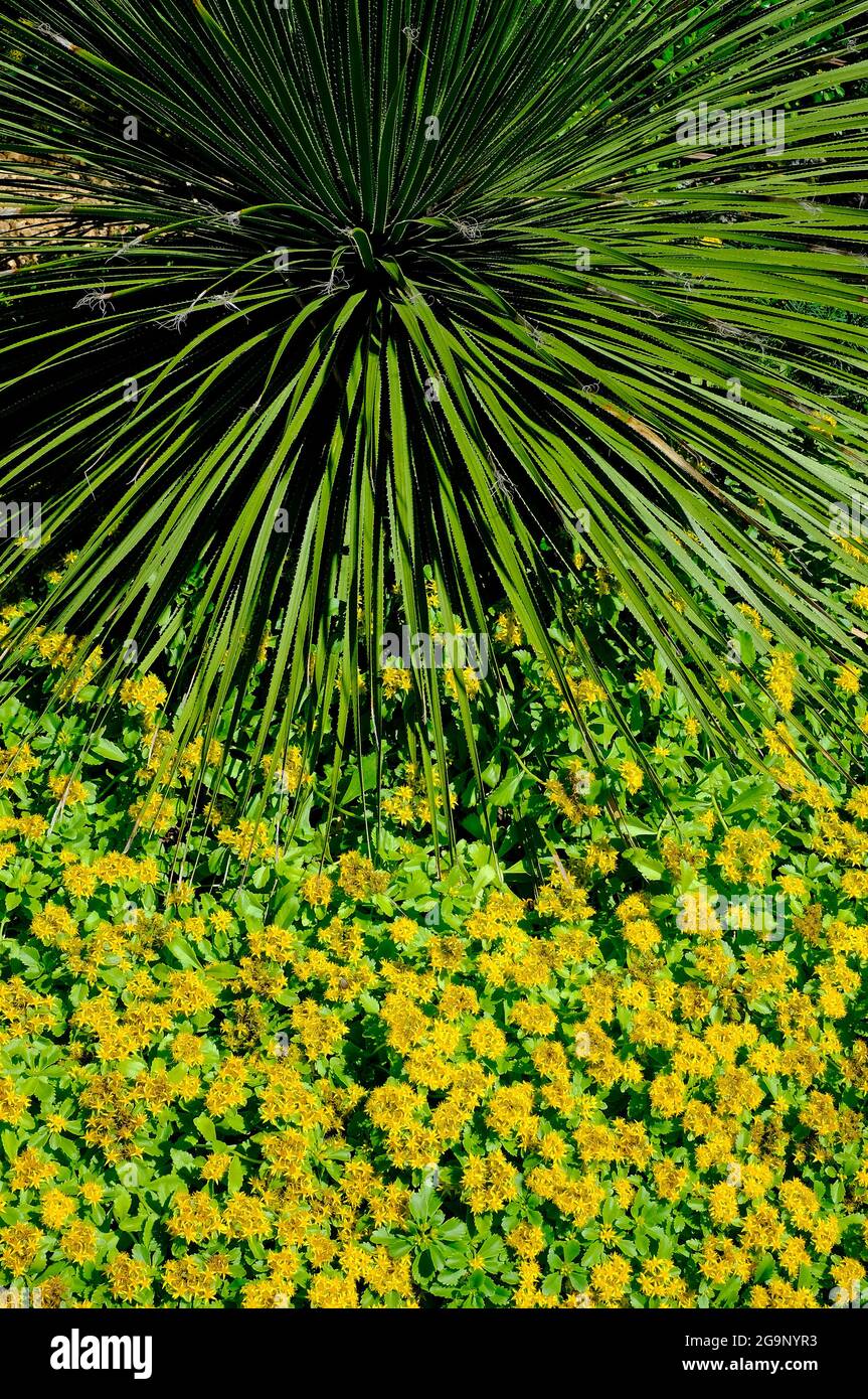 Blühender Sedum selskianum im englischen Garten, norfolk, england Stockfoto