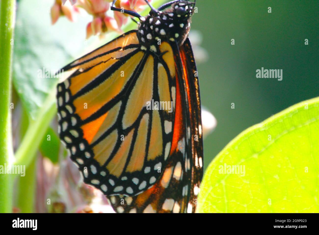 Monarch-Schmetterling Fütterung auf Wolfsmilch Blumen Stockfoto