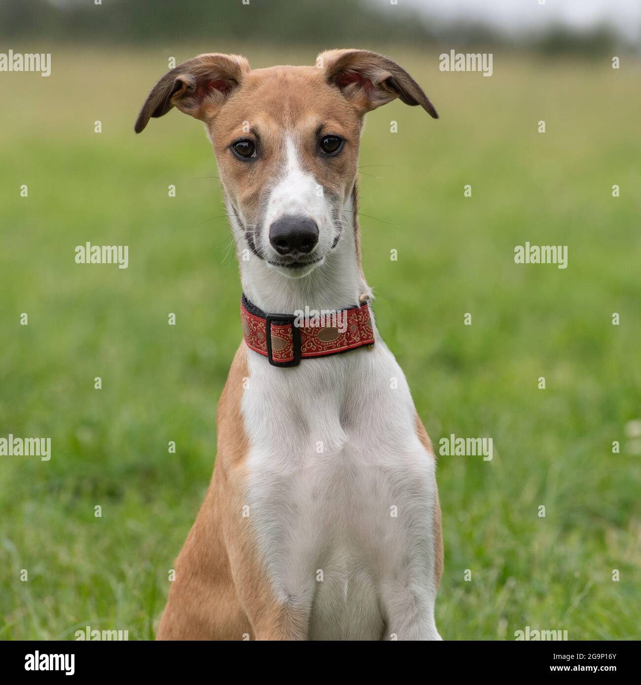 Lurcher Welpen Stockfoto