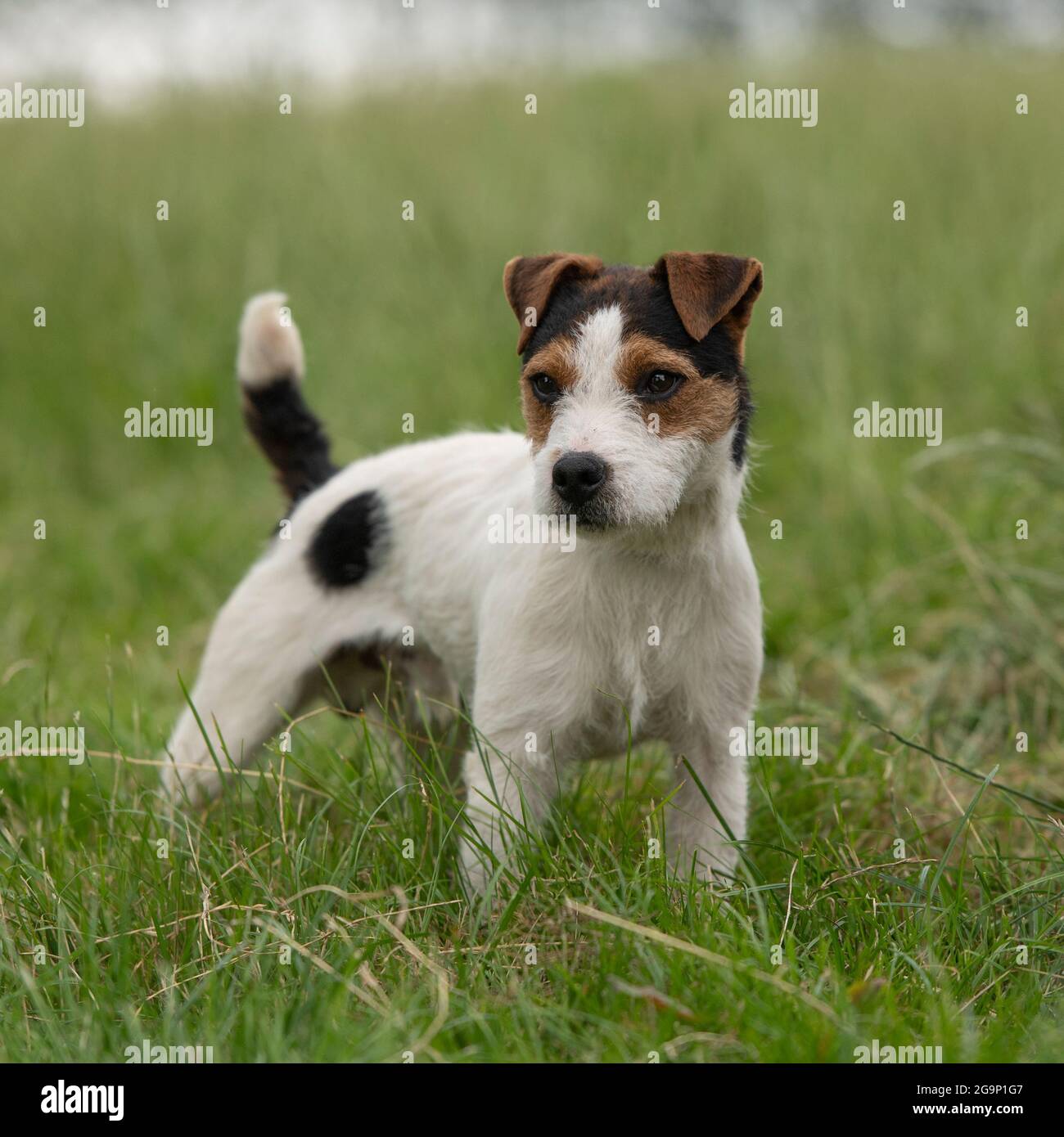 Jack Russell Terrier Hund Stockfoto