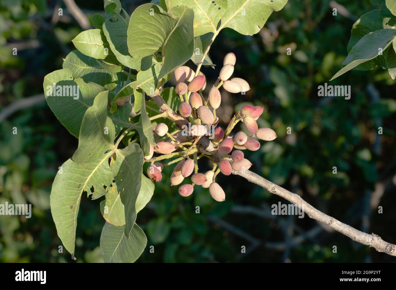 sizilianische Pistazie auf dem Baum Stockfoto
