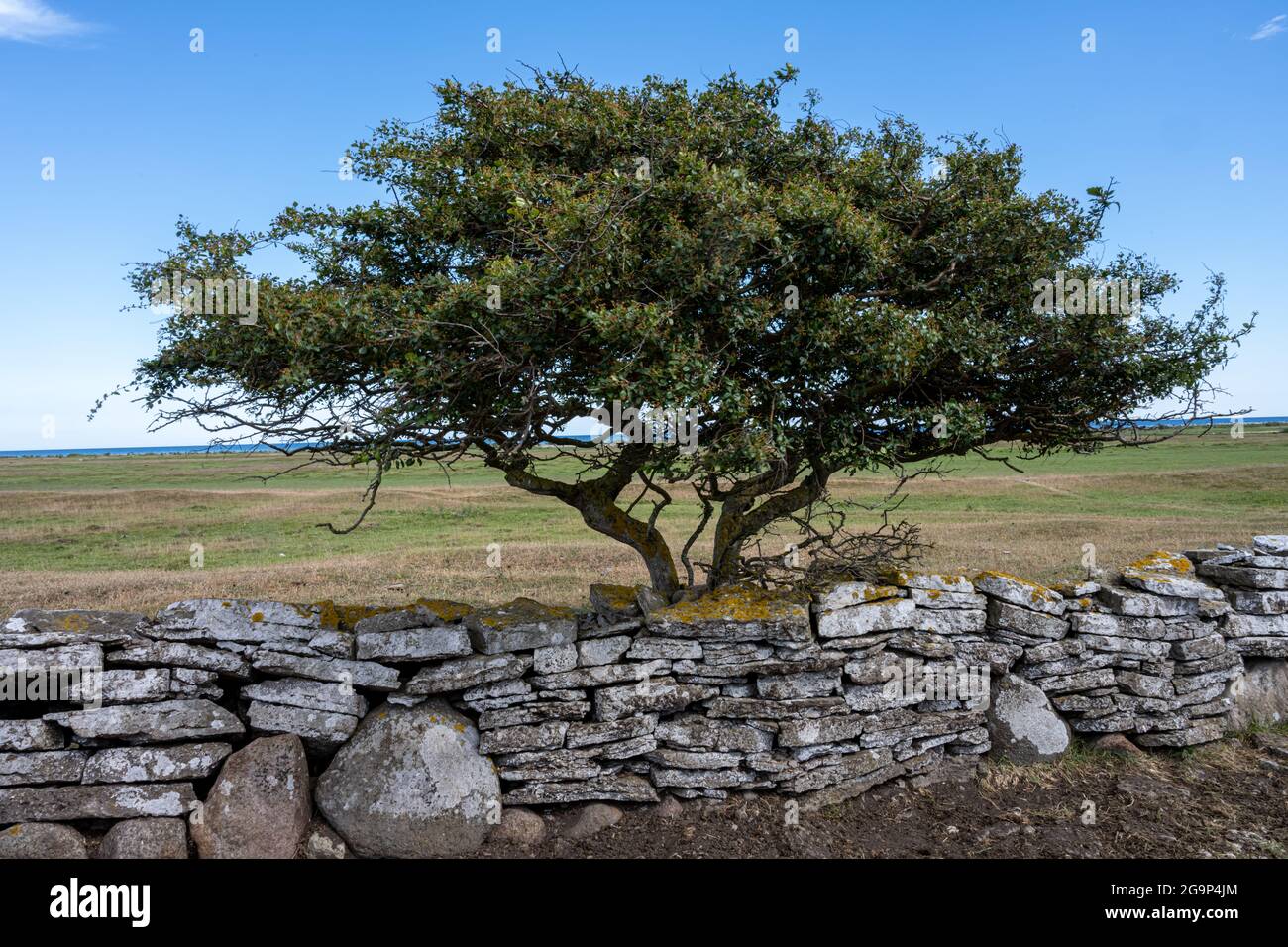 Ein Baum in einer Moorlandschaft. Bild von der Ostseeinsel Oland Stockfoto