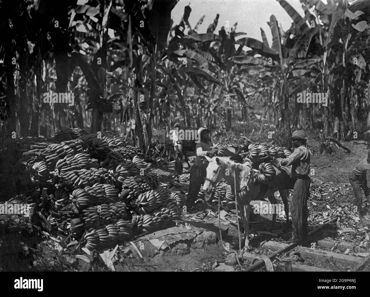 COSTA RICA - um 1908-1919 - Plantagenarbeiter entladen Bananenbuschs, die bereit sind, auf einer Bananenplantage an einem Unident in einen Güterzug verladen zu werden Stockfoto