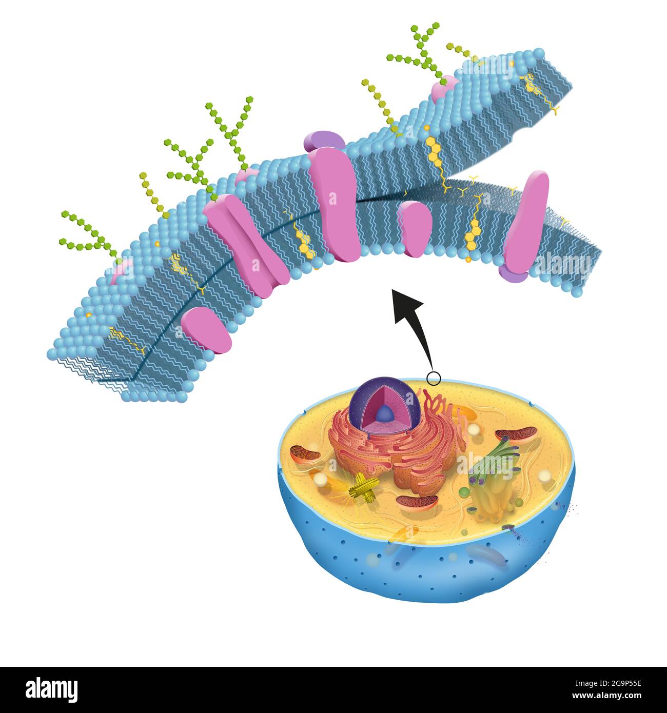 Die Zellmembran, auch Plasmamembran genannt, ist in allen Zellen vorhanden und trennt das Zellinnere von der äußeren Umgebung Stockfoto