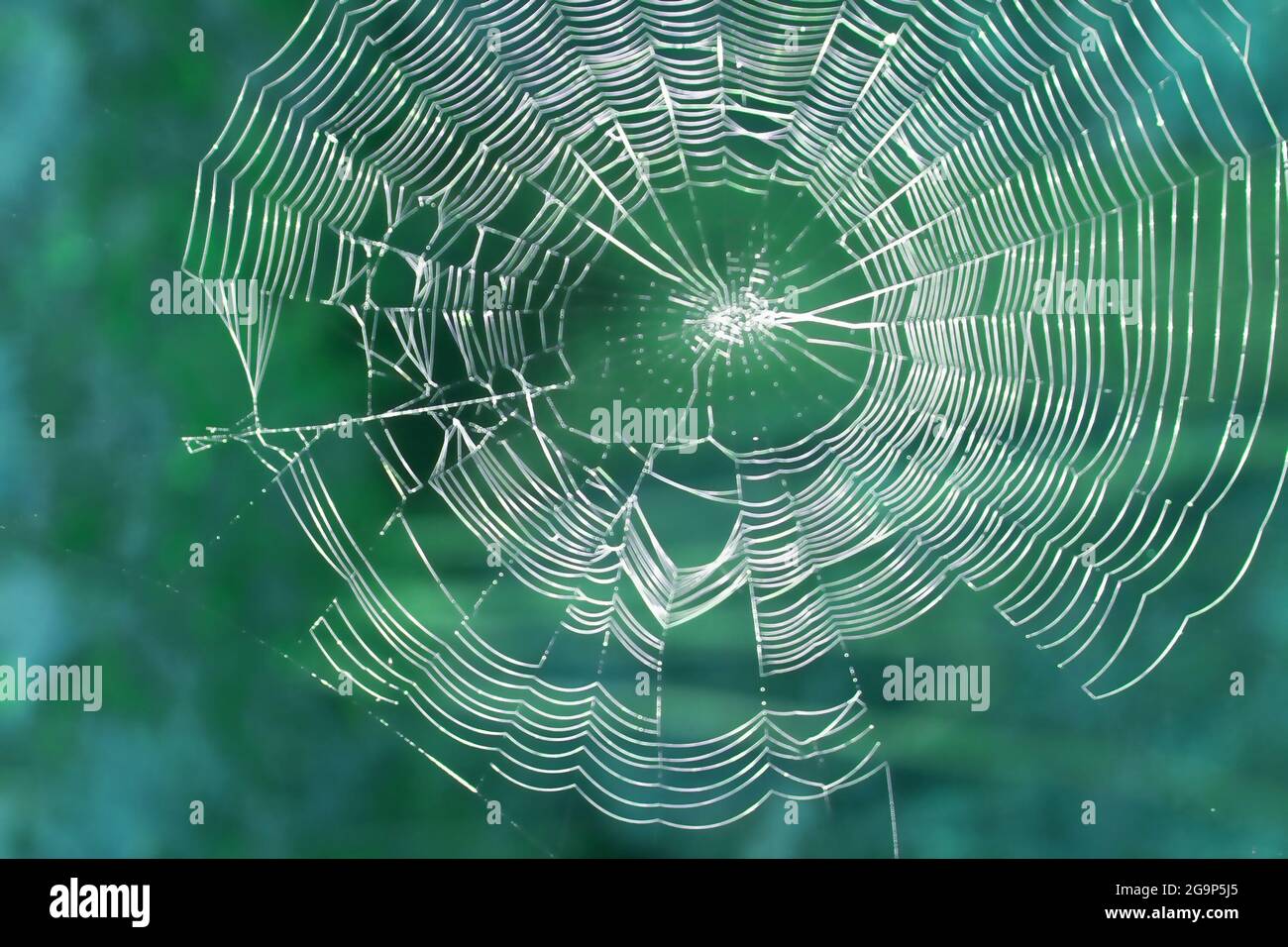 Schöne Spinnennetz Nahaufnahme auf einem grünen Hintergrund. Weichfokus. Stockfoto