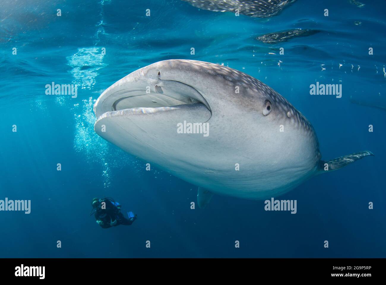 Ein Fischer, der im Einklang mit den größten Fischen der Welt jagt. VERSCHIEDENE ORTE: In einem Bild, Freitaucher beim Deep Week Freediving Festival in der Phil Stockfoto