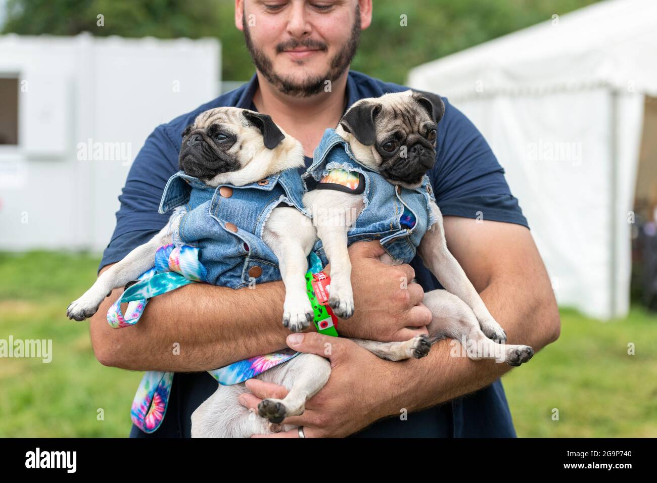Ein Mann mit zwei Moorhunden beim Standon Calling Music Festival 2021 Hertfordshire UK Stockfoto