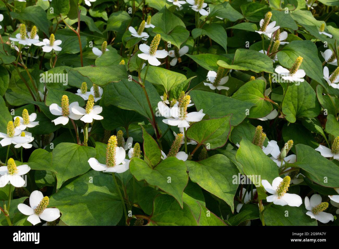 Frische, weiß blühende Houttuynia-Cordata-Pflanzen Stockfoto