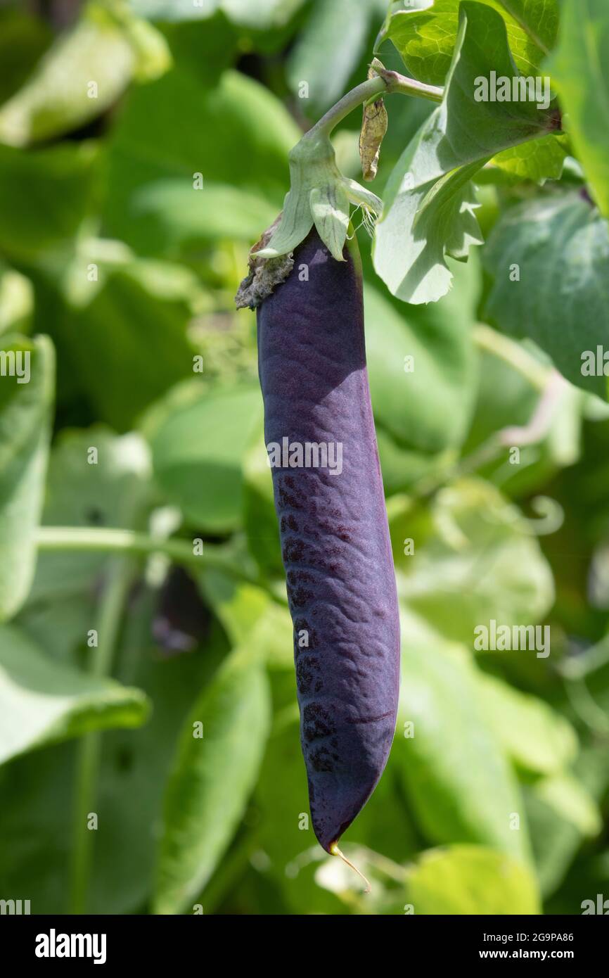 Frischer Schokker Blue Schokker hängt an einer Pflanze im Garten aus der Nähe Stockfoto