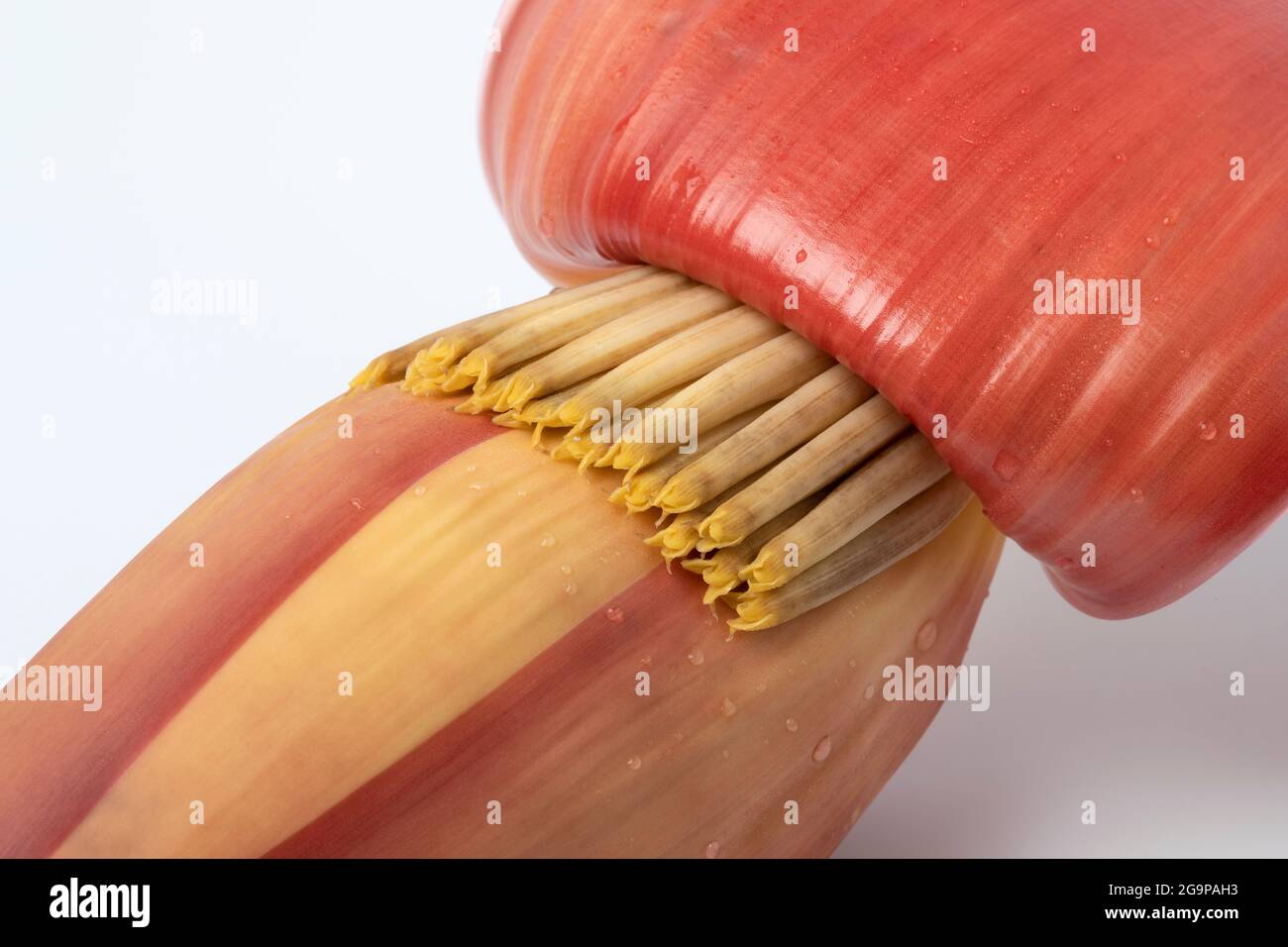 Frische rohe tropische Bananenblüten aus nächster Nähe Stockfoto