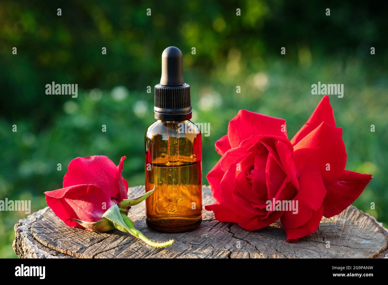 Flasche mit ätherischem Rosenöl oder aromatisiertem Wasser. Rote Rosenblüten. Stockfoto