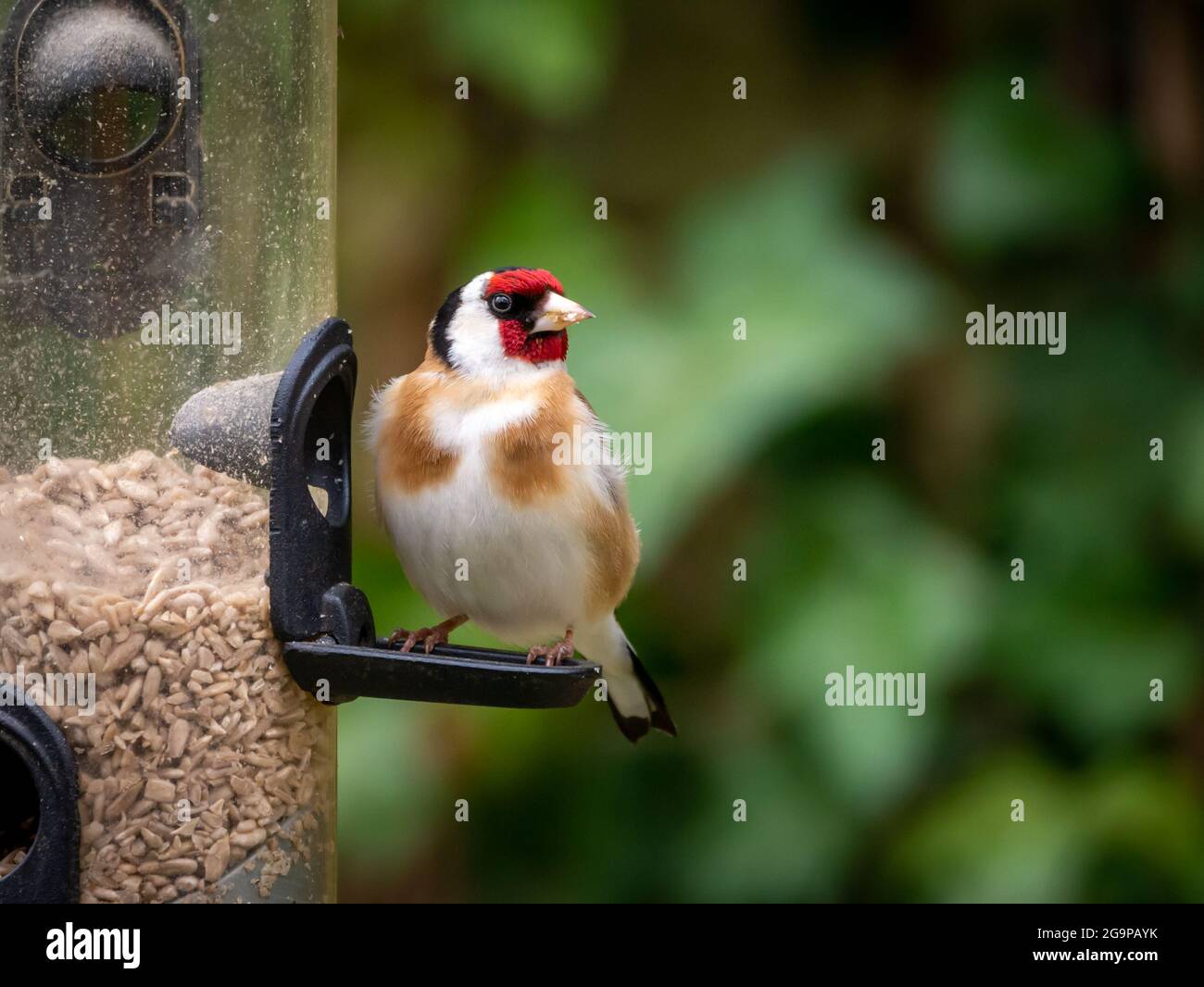 Goldfinch, Carduelis carduelis, auf Vogelfutter, Sonnenblumenherzen fütternd, im Garten, Niederlande Stockfoto