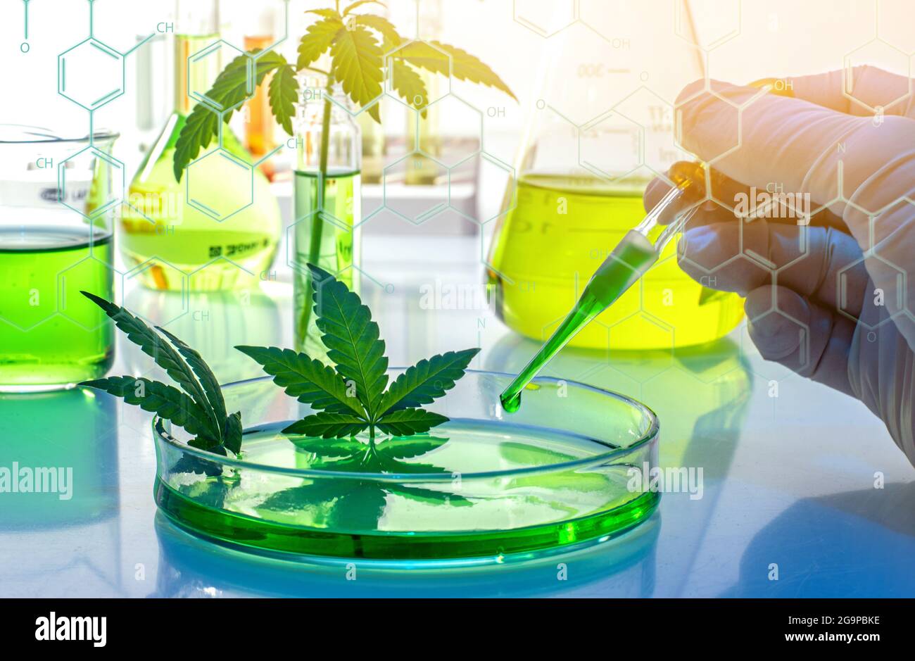 Die wissenschaftliche Forschung der medizinischen Cannabis für den Einsatz in Medizin, Biotechnologie Konzept Stockfoto