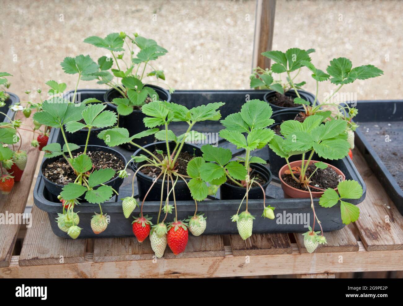 Selbst angebaute Erdbeeren, die in Töpfen in einem Gewächshaus wachsen Stockfoto