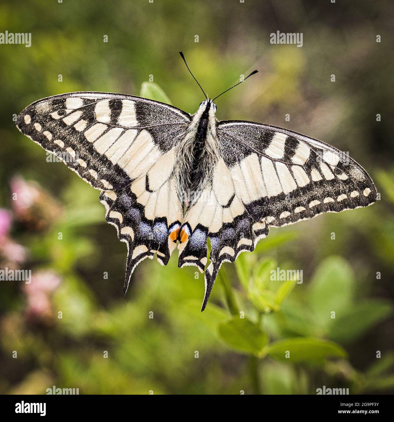 Schmetterling Schwalbenschwanz auf der Wiese Stockfoto